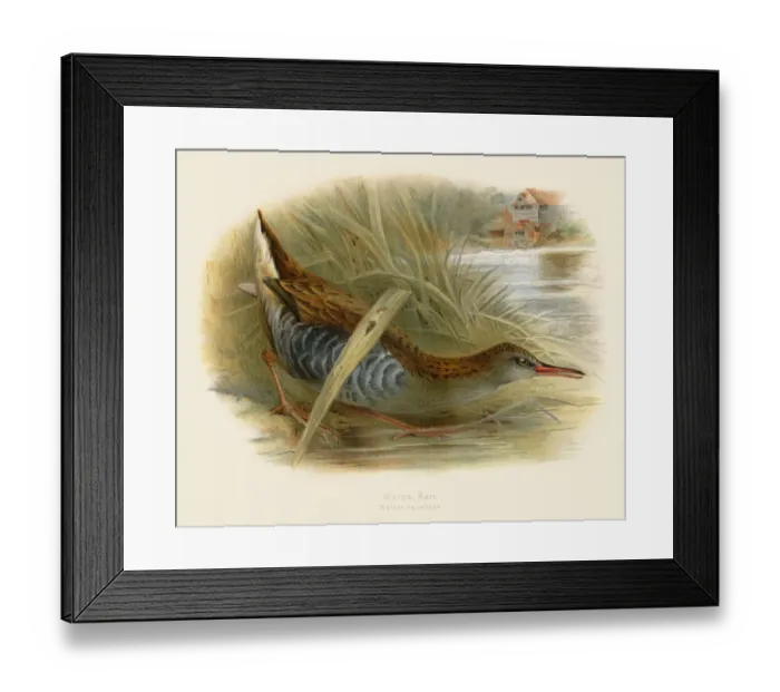 Framed Print : Water rail engraving 1900 Framed Print : Water rail engraving 1900