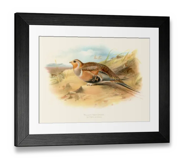 Framed Print : Pallass sandgrouse