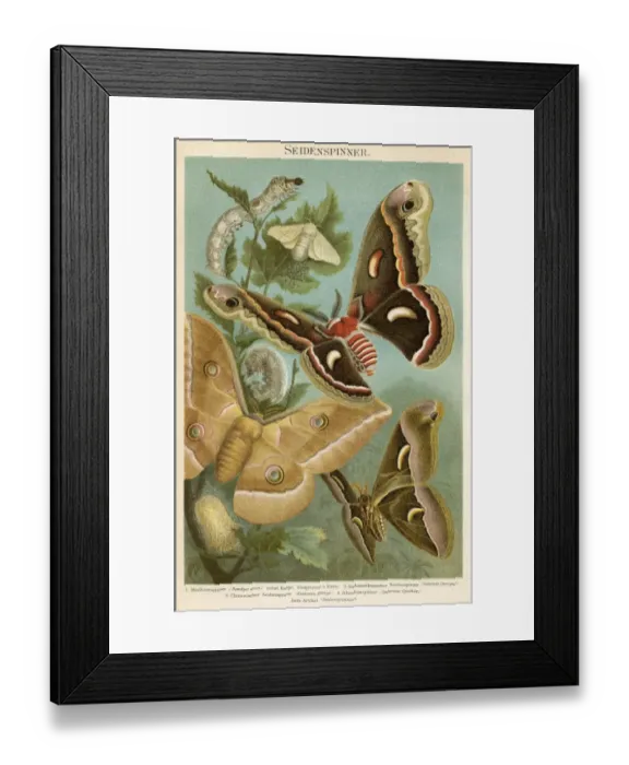 Framed Print : Silkworm lithograph 1895 Framed Print : Silkworm lithograph 1895