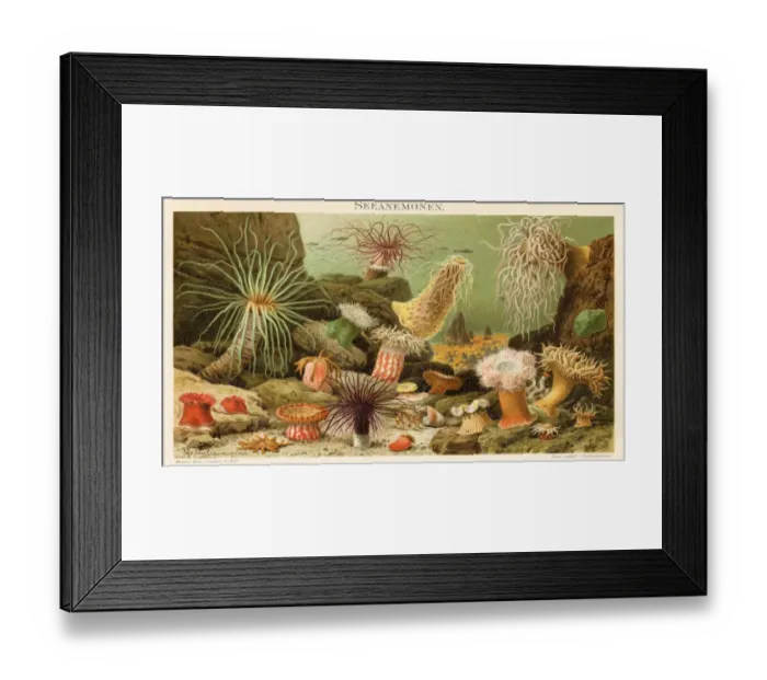 Framed Print : Sea anemone illustration 1897 Framed Print : Sea anemone illustration 1897