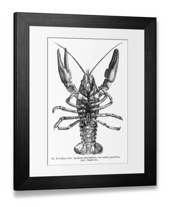 Framed Print : Crayfish engraving 1895 Framed Print : Crayfish engraving 1895