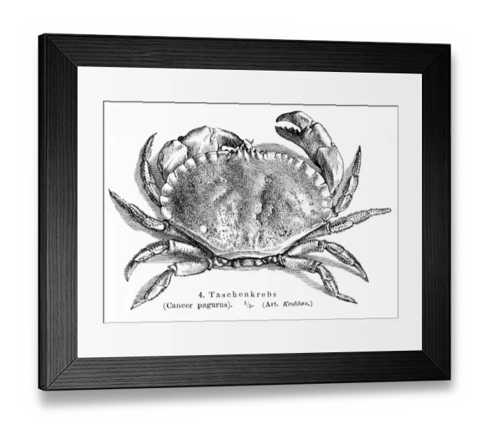 Framed Print : Cancer pagurus crab engraving 1895 Framed Print : Cancer pagurus crab engraving 1895