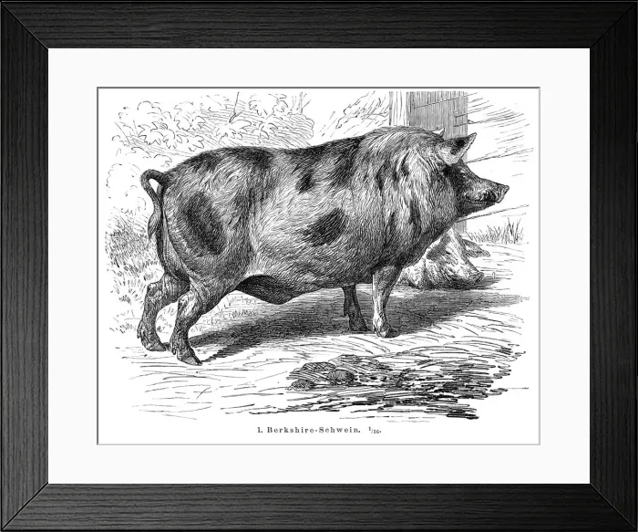 Framed Print : Berkshire Pigs engraving 1895