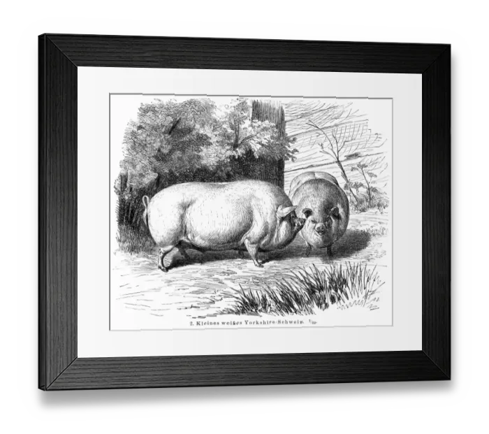 Framed Print : Yorkshire Pigs engraving 1895