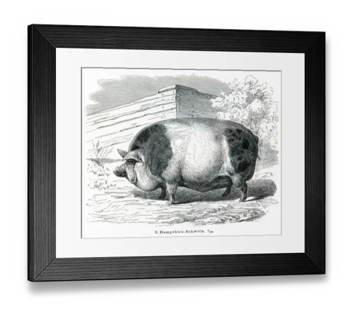 Framed Print : Hampshire Pigs engraving 1895 Framed Print : Hampshire Pigs engraving 1895