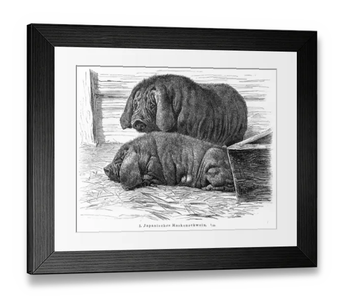 Framed Print : Japanese Pigs engraving 1895