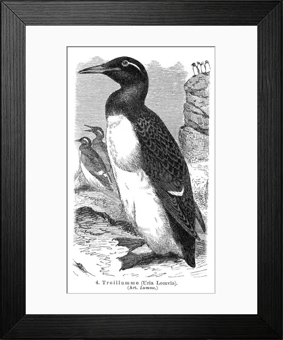 Framed Print : Thick-billed murre engraving 1895 Framed Print : Thick-billed murre engraving 1895
