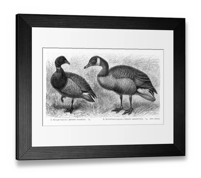 Framed Print : Brant and Canadian goose illustration 1895 Framed Print : Brant and Canadian goose illustration 1895