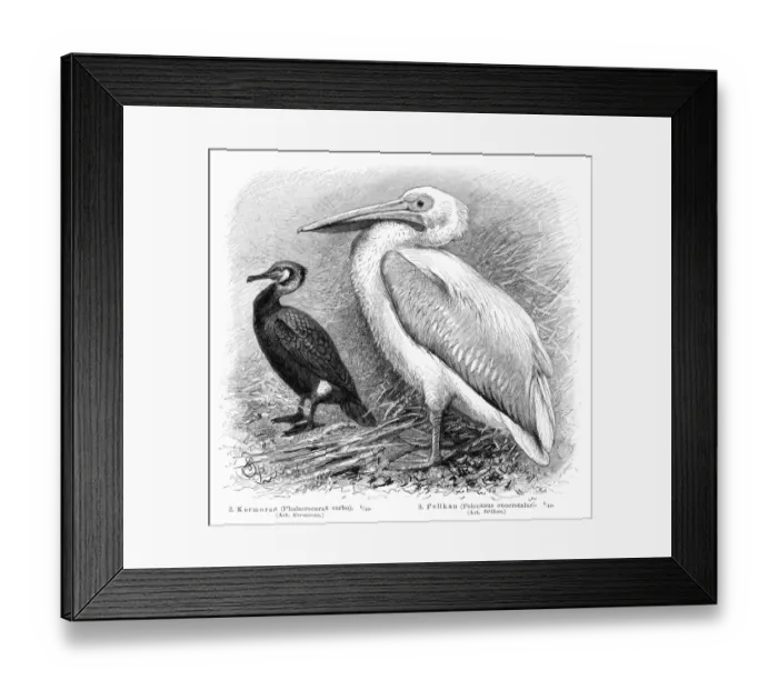 Framed Print : Pelican and Cormorant engraving 1895 Framed Print : Pelican and Cormorant engraving 1895
