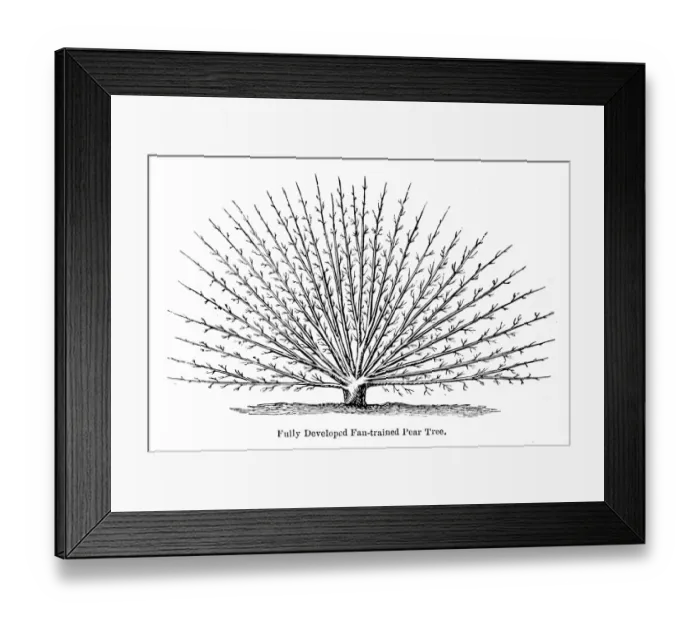 Framed Print : Peach tree engraving 1874 Framed Print : Peach tree engraving 1874