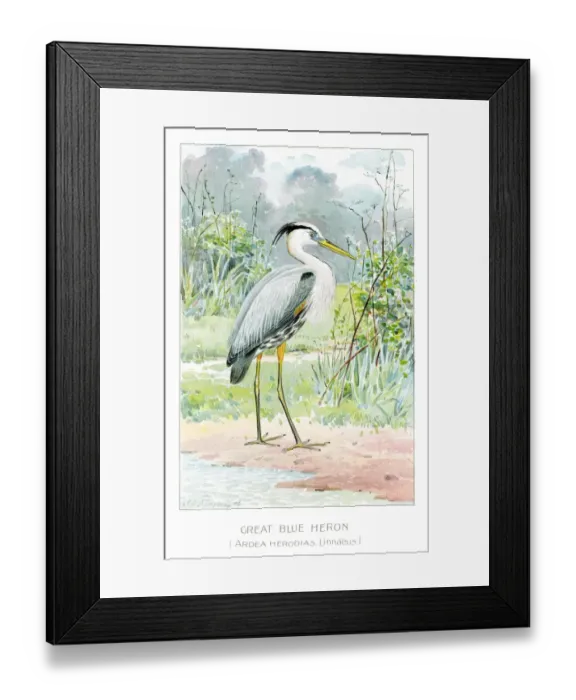 Framed Print : Great blue heron illustration 1897 Framed Print : Great blue heron illustration 1897