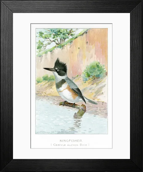 Framed Print : Kingfisher illustration 1897