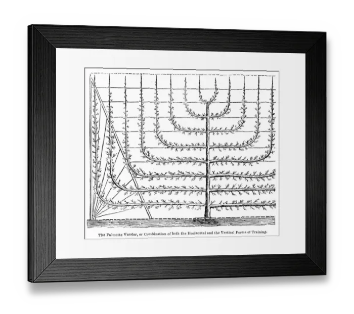 Framed Print : Peach tree growth training engraving 1874 Framed Print : Peach tree growth training engraving 1874
