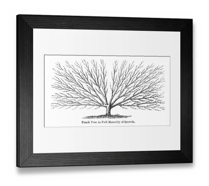 Framed Print : Peach tree engraving 1874