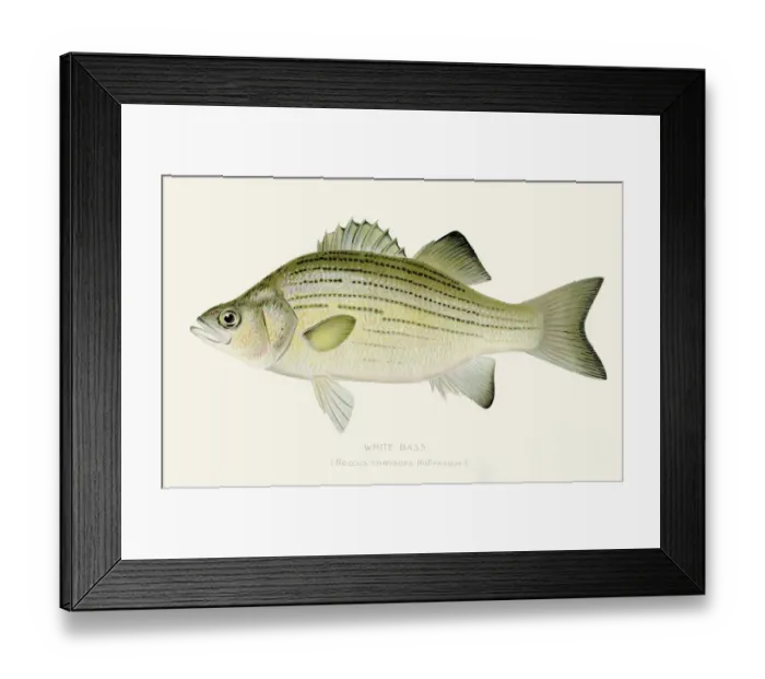 Framed Print : White bass illustration 1897 Framed Print : White bass illustration 1897