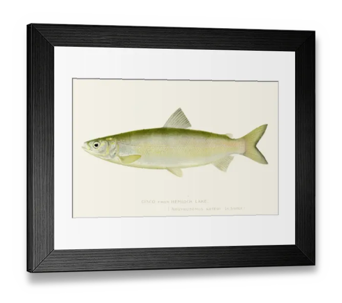Framed Print : Cisco salmon fish illustration 1897 Framed Print : Cisco salmon fish illustration 1897