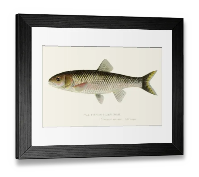 Framed Print : Silver chub illustration 1897 Framed Print : Silver chub illustration 1897