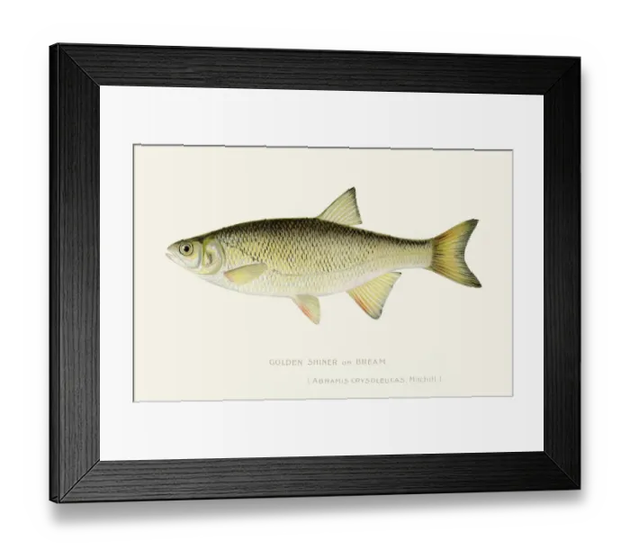Framed Print : Golden shinner bream illustration 1897 Framed Print : Golden shinner bream illustration 1897