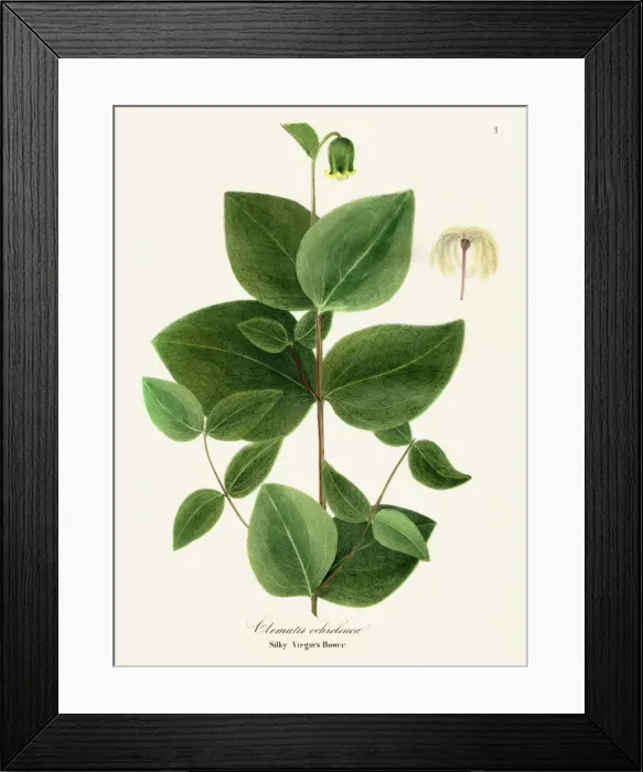 Framed Print : Clematis plant illustration 1843