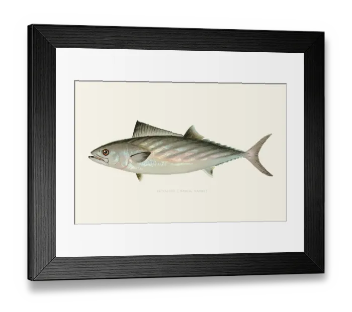 Framed Print : Bonito illustration 1899 Framed Print : Bonito illustration 1899