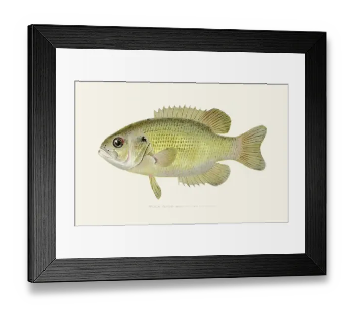 Framed Print : Rock bass illustration 1896 Framed Print : Rock bass illustration 1896