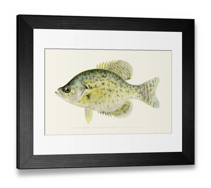 Framed Print : Calico kelp bass illustration 1896