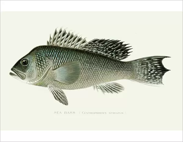 Black sea bass illustration 1896