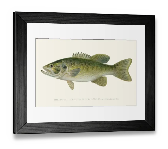 Framed Print : Small mouth black sea bass illustration 1896 Framed Print : Small mouth black sea bass illustration 1896