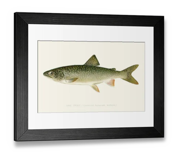 Framed Print : Lake trout illustration 1896 Framed Print : Lake trout illustration 1896