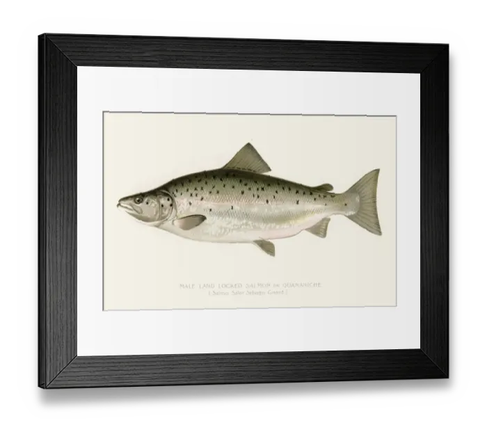 Framed Print : Salmon illustration 1896 Framed Print : Salmon illustration 1896