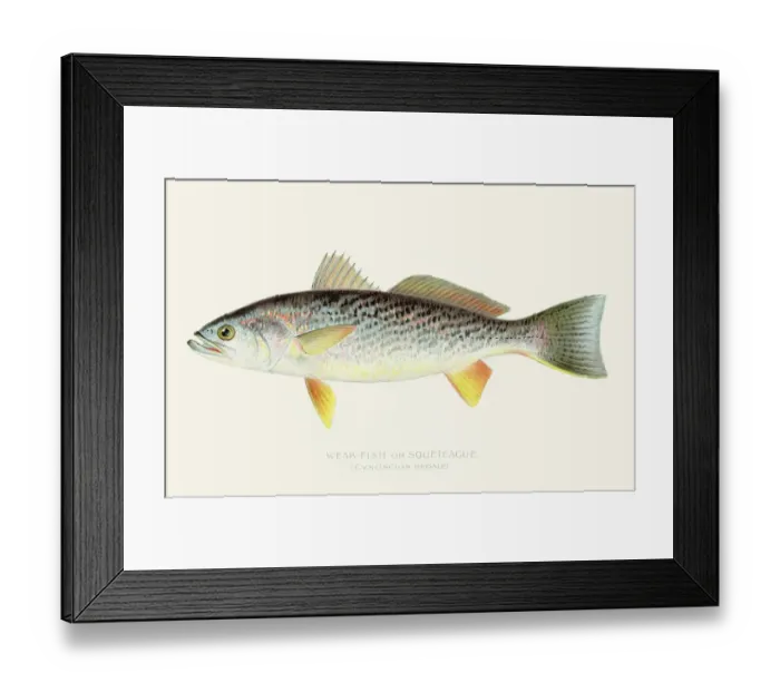 Framed Print : Sea trout illustration 1898 Framed Print : Sea trout illustration 1898