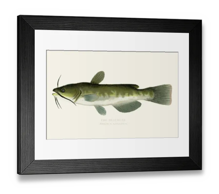 Framed Print : The bullhead fish illustration 1899 Framed Print : The bullhead fish illustration 1899