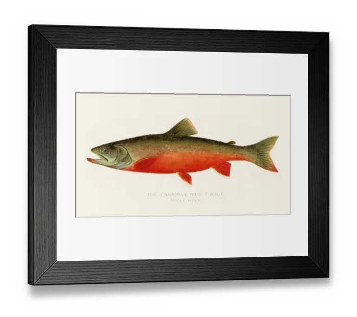 Framed Print : Canadian red trout illustration 1899 Framed Print : Canadian red trout illustration 1899