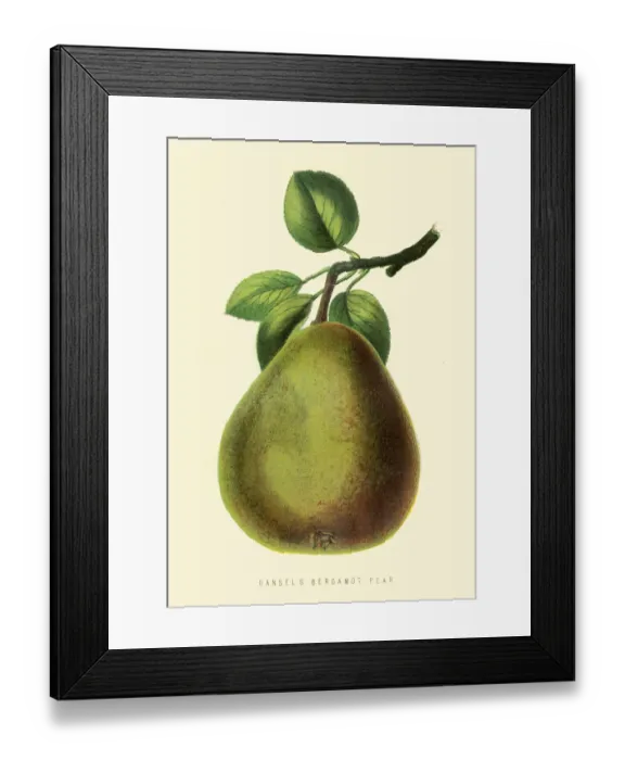 Framed Print : Bergamot Pear illustration 1874 Framed Print : Bergamot Pear illustration 1874