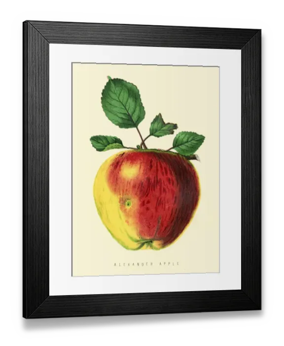 Framed Print : Apple illustration 1874 Framed Print : Apple illustration 1874