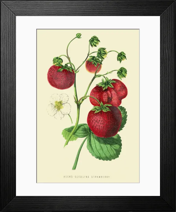 Framed Print : Strawberries illustration 1874 Framed Print : Strawberries illustration 1874