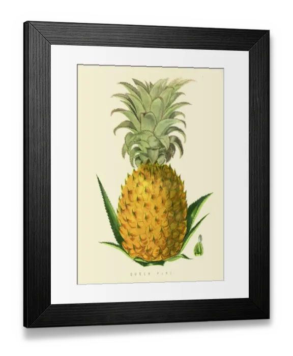 Framed Print : Pineapple fruit illustration 1874 Framed Print : Pineapple fruit illustration 1874