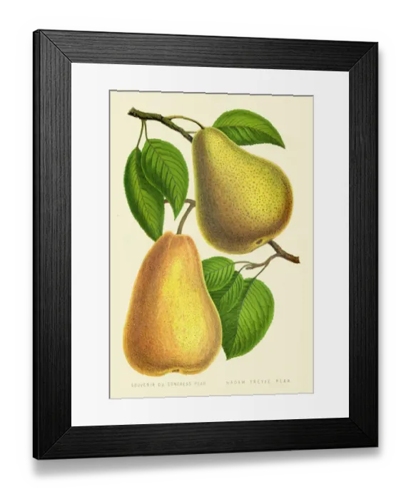 Framed Print : Pears illustration 1874 Framed Print : Pears illustration 1874