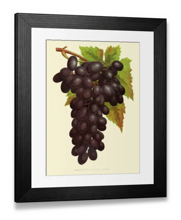 Framed Print : Grapes illustration 1874