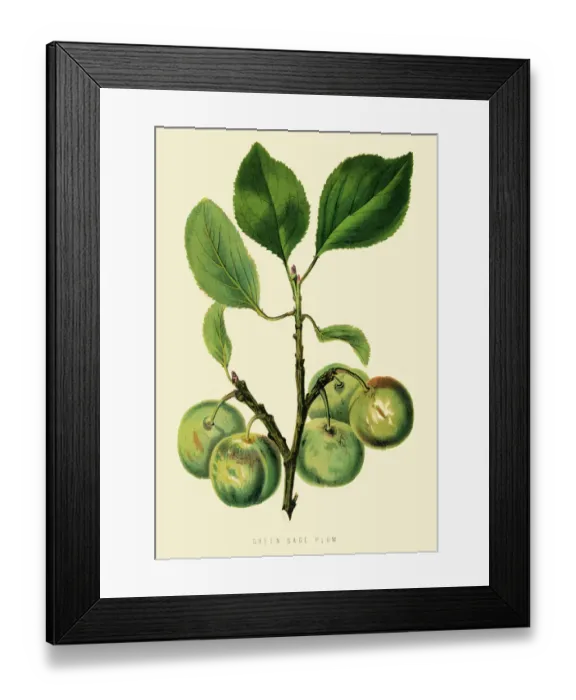 Framed Print : Green plum illustration 1874 Framed Print : Green plum illustration 1874