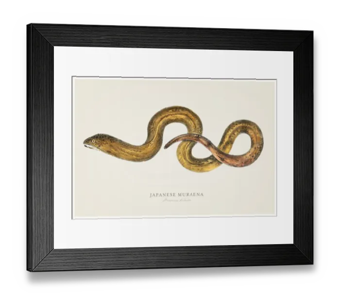 Framed Print : Moray illustration 1856 Framed Print : Moray illustration 1856