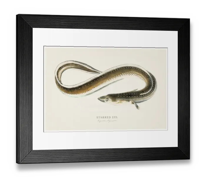 Framed Print : Starred Eel illustration 1856 Framed Print : Starred Eel illustration 1856