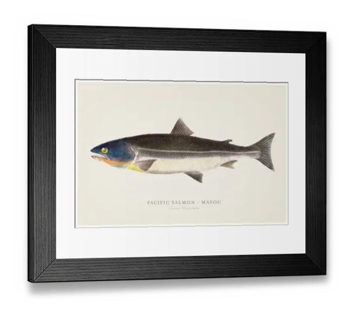 Framed Print : Pacific salmon illustration 1856 Framed Print : Pacific salmon illustration 1856