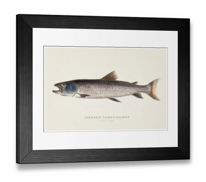 Framed Print : Sakhalin taimen salmon illustration 1856 Framed Print : Sakhalin taimen salmon illustration 1856