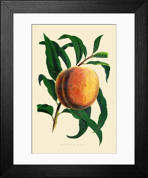 Framed Print : Peach illustration 1874 Framed Print : Peach illustration 1874