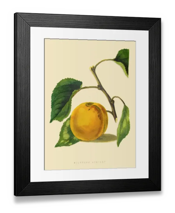 Framed Print : Moorpark Apricot illustration 1874 Framed Print : Moorpark Apricot illustration 1874