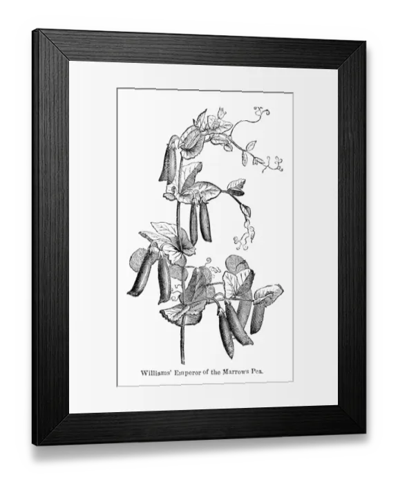 Framed Print : Marrow pea variations engraving 1874 Framed Print : Marrow pea variations engraving 1874