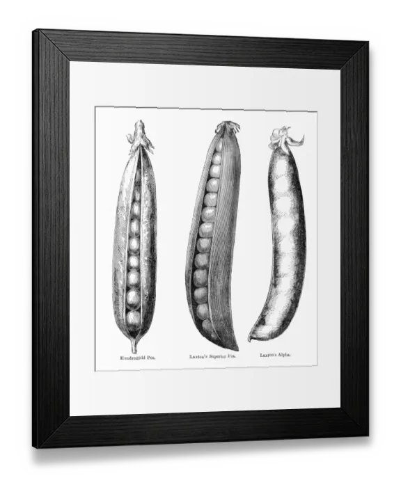 Framed Print : Variations of peas illustration 1874 Framed Print : Variations of peas illustration 1874