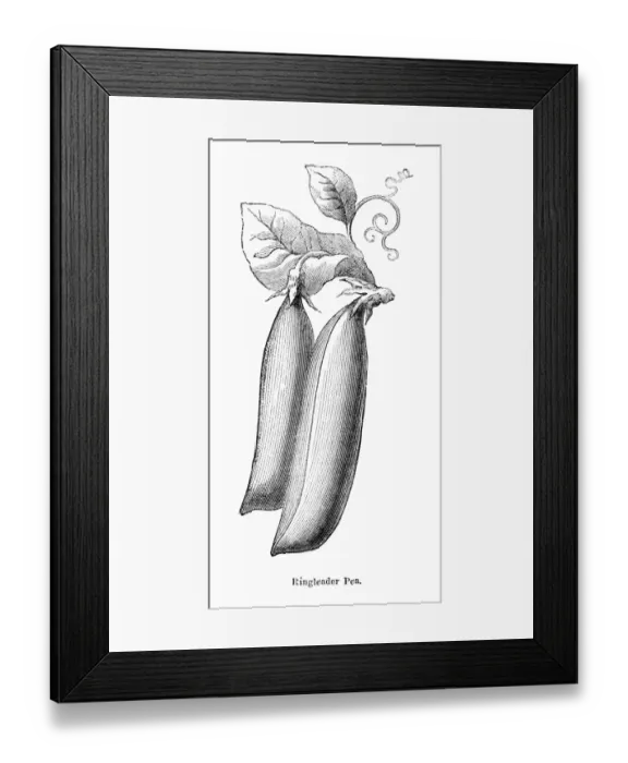 Framed Print : Ringleaders Pea illustration 1874 Framed Print : Ringleaders Pea illustration 1874