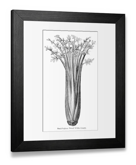 Framed Print : Celery vegetable engraving 1874 Framed Print : Celery vegetable engraving 1874